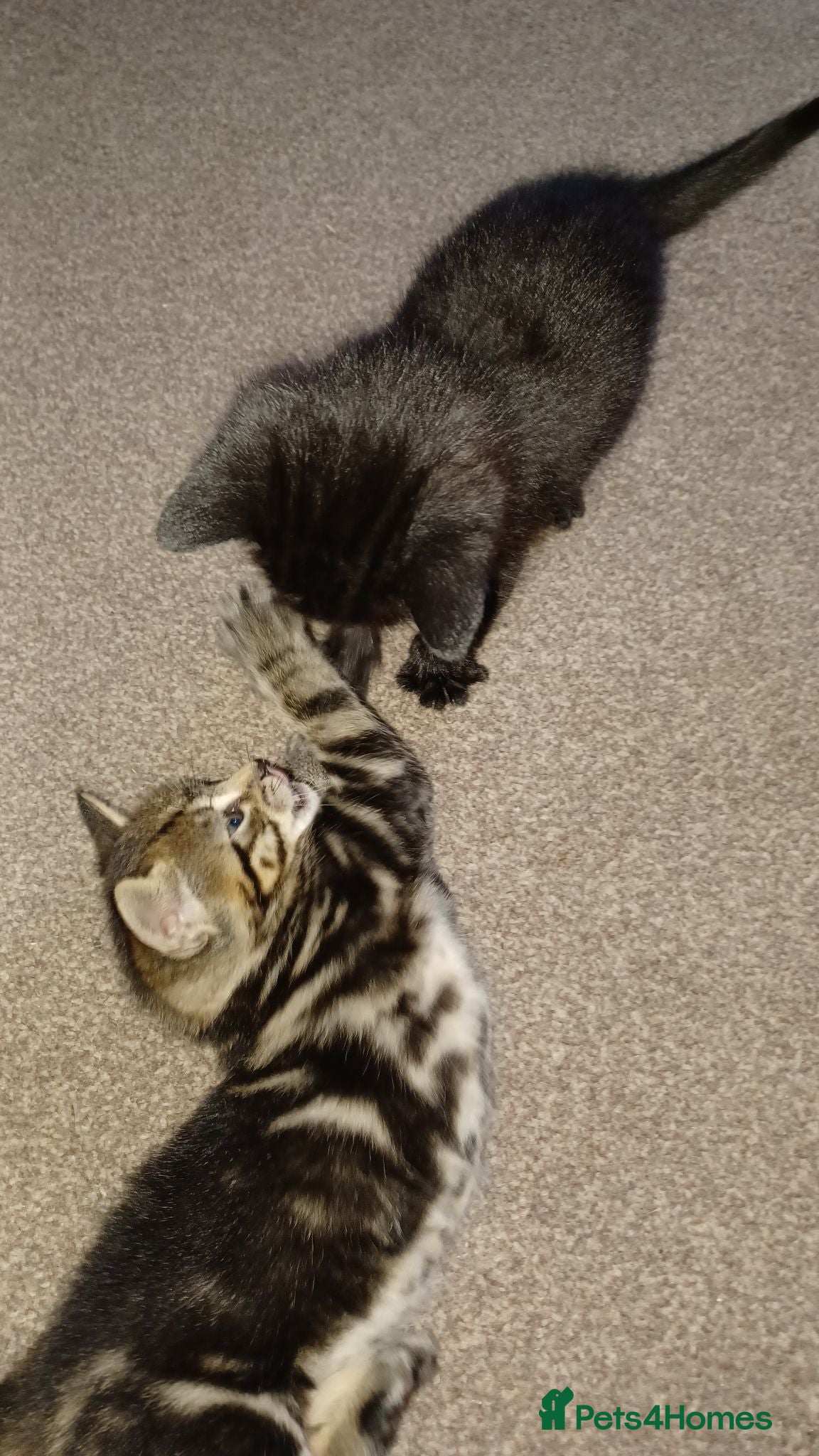 Mixed Breed cats 2 Kittens to be rehomed - Advert 17