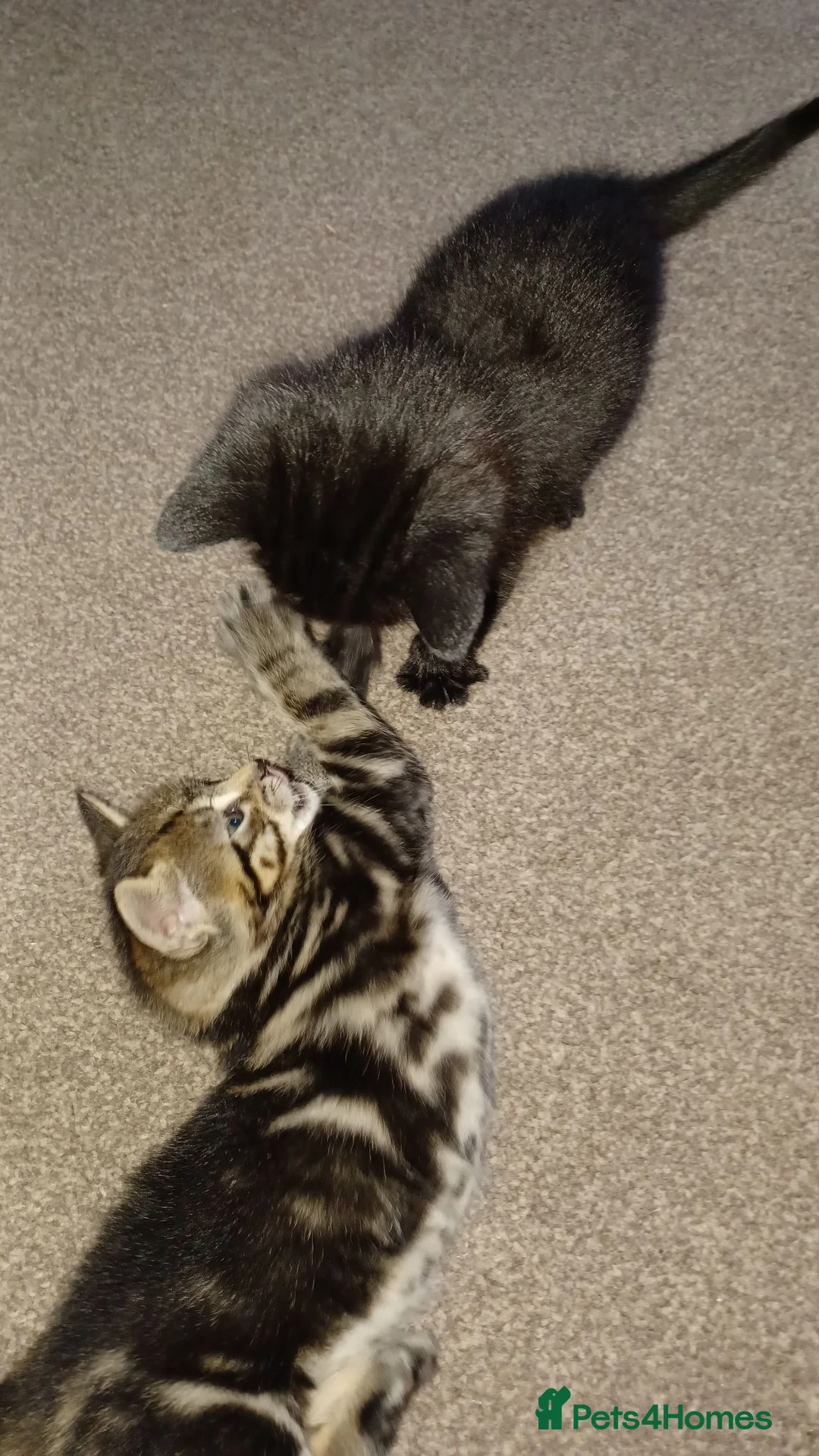 Mixed Breed cats for sale: 2 Kittens to be rehomed - Advert 1