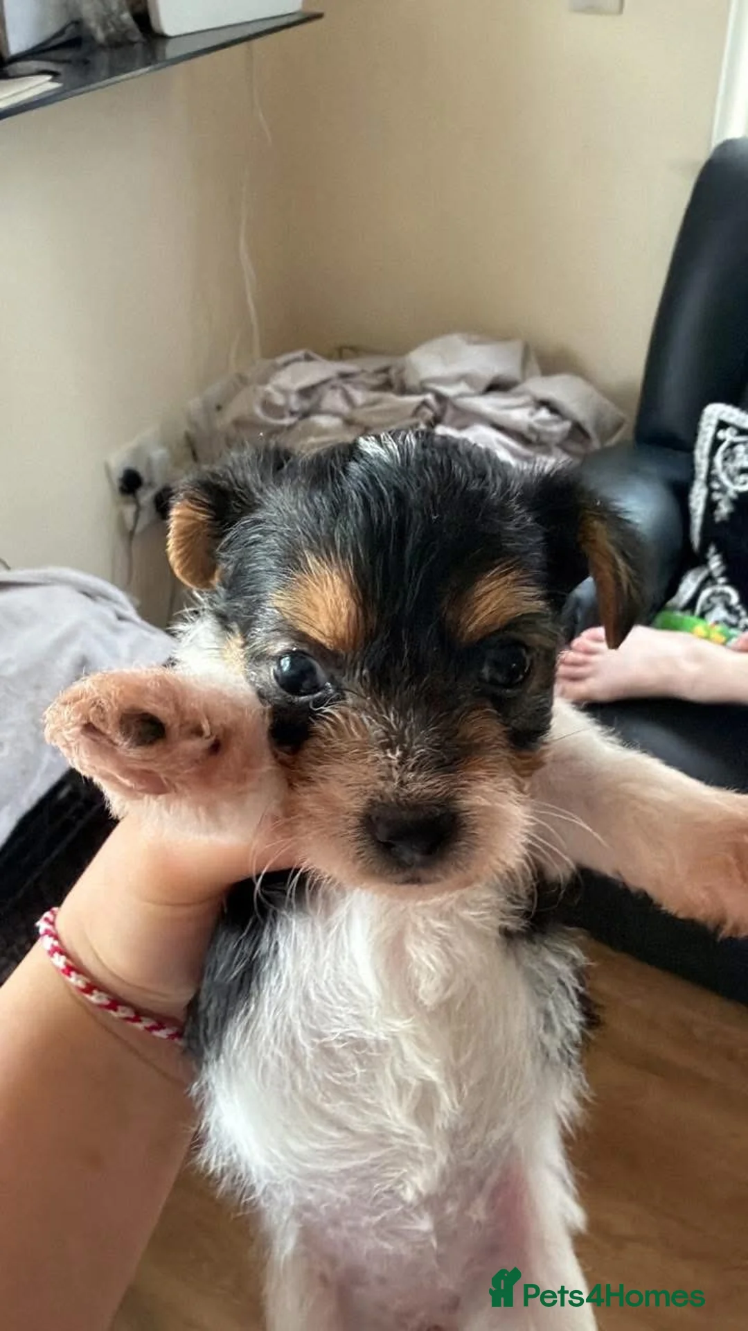 Jack Russell dogs for sale: Beautiful Jack Russell pups  in Bilston - Advert 2