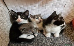 Mixed Breed cats for sale: 2 male kittens - Image 4