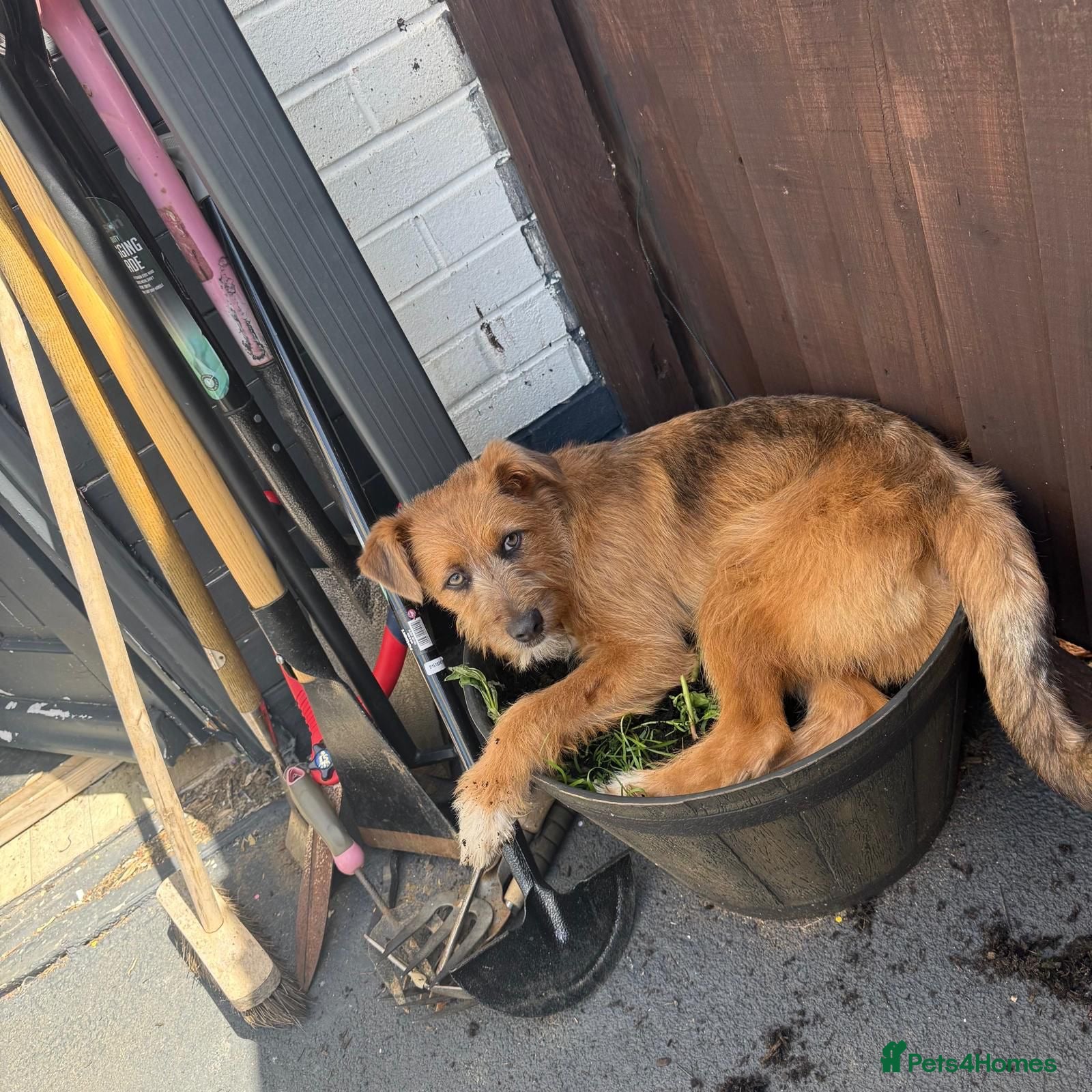 Mixed Breed dogs for adoption: Roger  in Milton Keynes - Advert 12