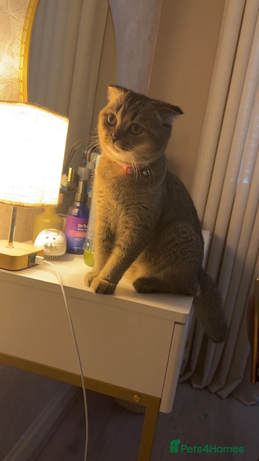 Scottish Fold cats for sale: Pure Scottish fold - Advert 7