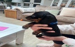 Dachshund dogs for sale: Standard Dachshund puppies for sale - Image 12