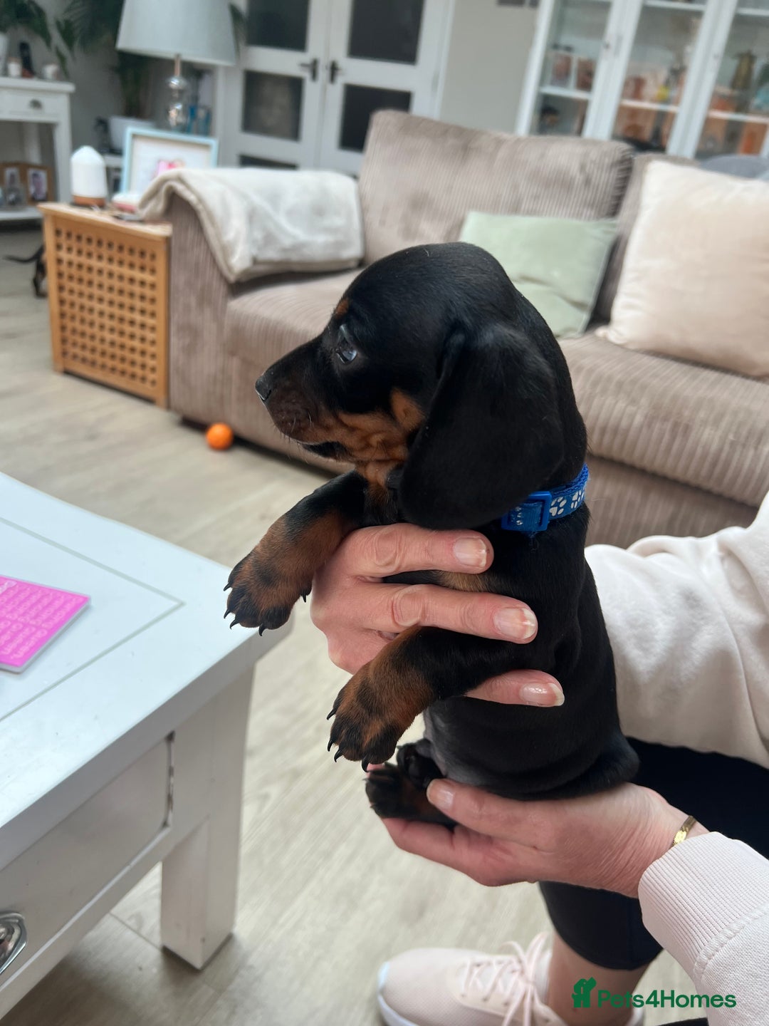 Dachshund dogs for sale: Standard Dachshund puppies for sale - Image 12