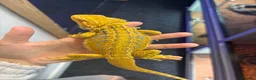Bearded Dragon reptiles for sale: Bearded dragon  - Advert 2