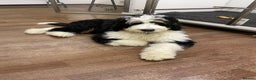 Mixed Breed dogs for sale: Bernedoodle - Advert 12