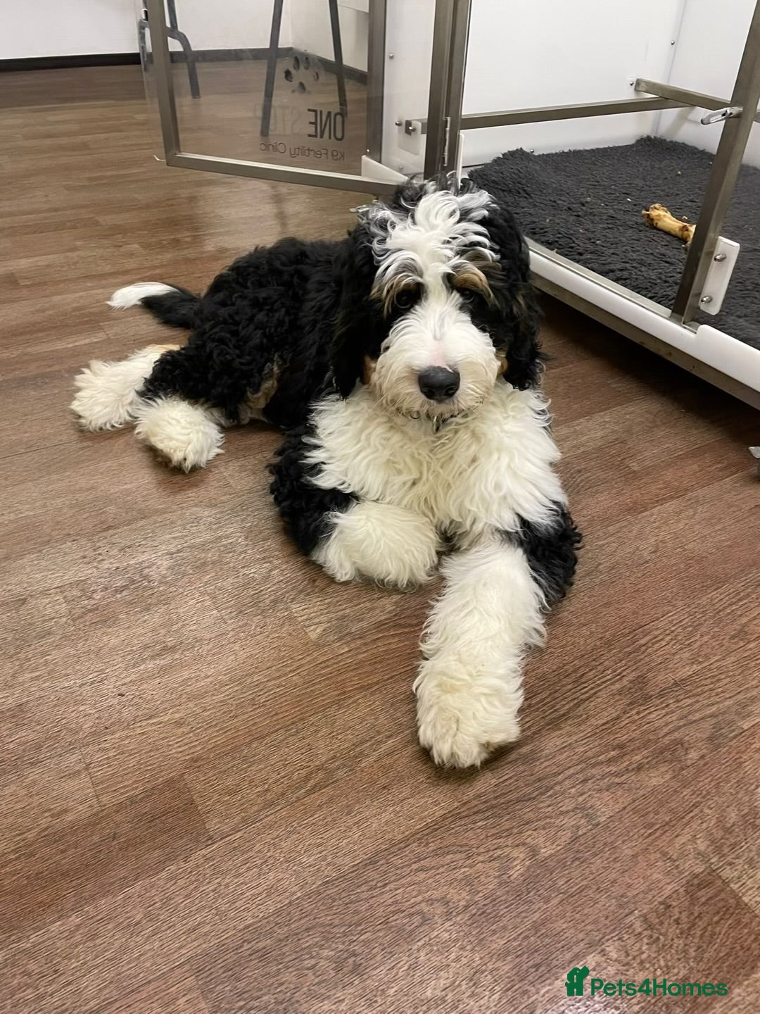 Mixed Breed dogs for sale: Bernedoodle - Advert 12