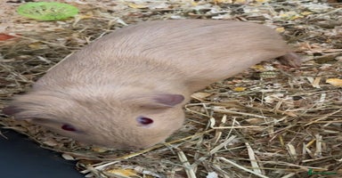 Guinea Pig rodents - Advert 2