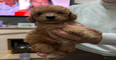 Cockapoo dogs - Advert 12