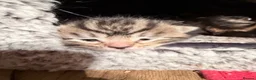Mixed Breed cats for sale: Three beautiful kittens - loving homes only - Advert 4