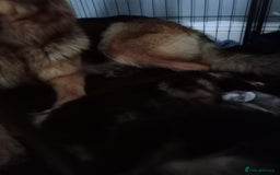 German Shepherd dogs for sale: Long haired German shepherds  - Image 7