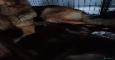 German Shepherd dogs - Advert 4