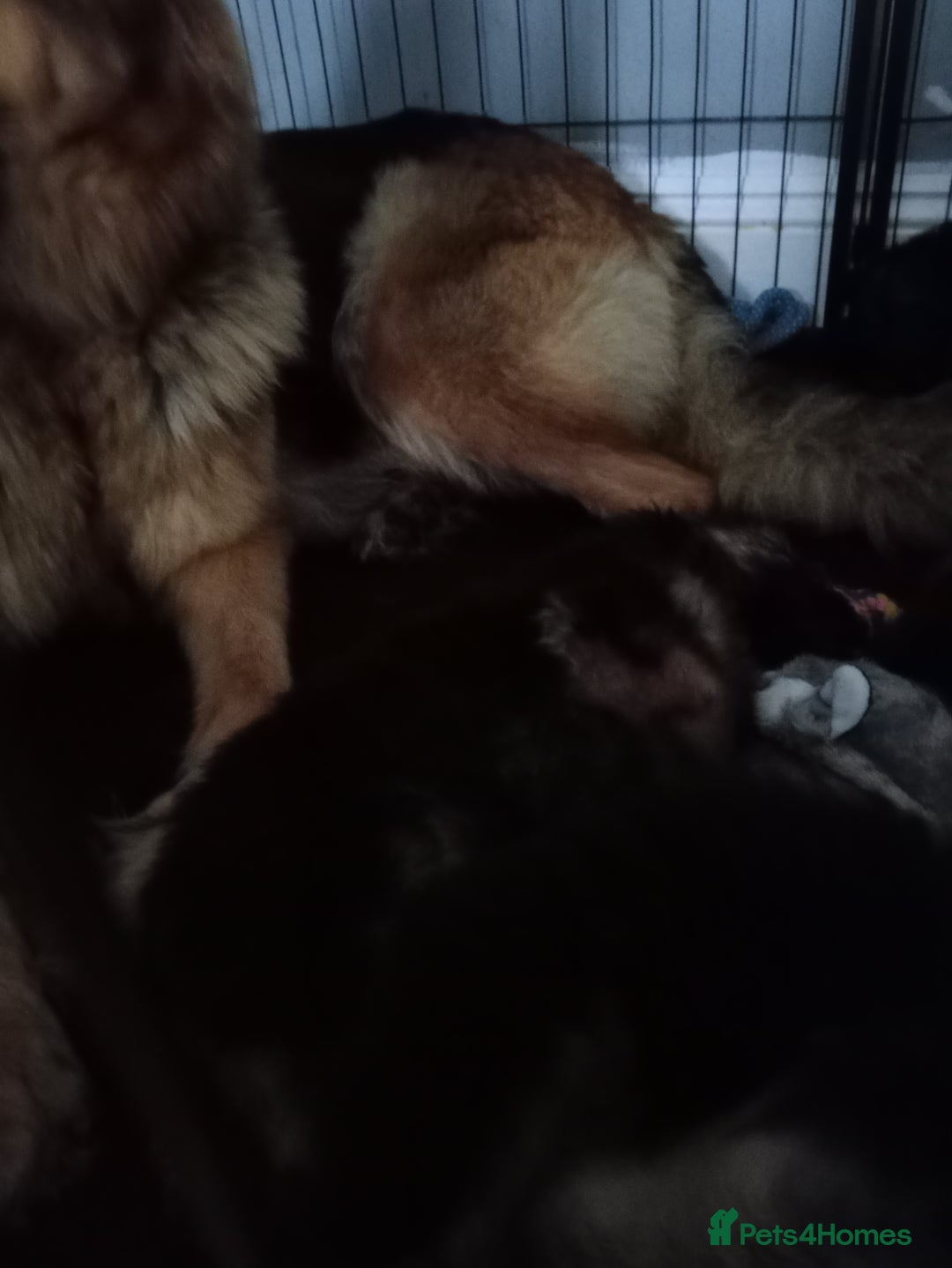 German Shepherd dogs for sale: Long haired German shepherds  - Image 7