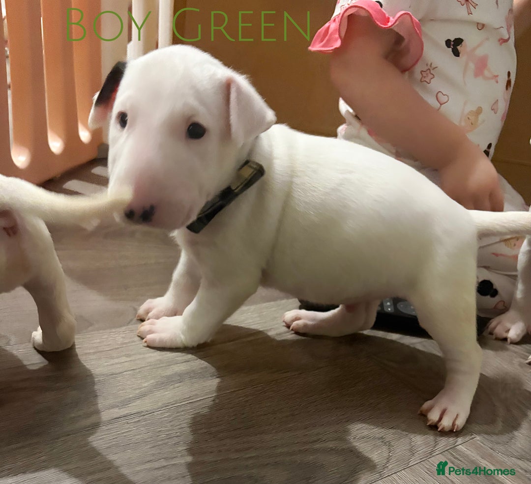 English Bull Terrier dogs for sale: ⭐️Ready Now ⭐️KC Champion EBT Pups ⭐️ - Advert 26