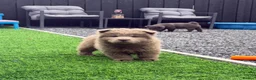 Chow Chow dogs for sale: Stunning exotic colour chowski puppies for sale  - Advert 14