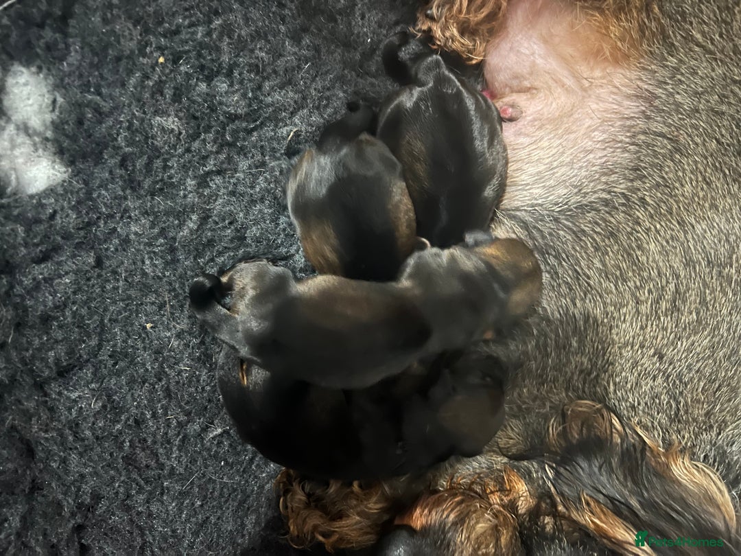 Miniature Dachshund dogs for stud: Miniature wire hair stud (crufts qualified) in Bridge of Weir - Image 12