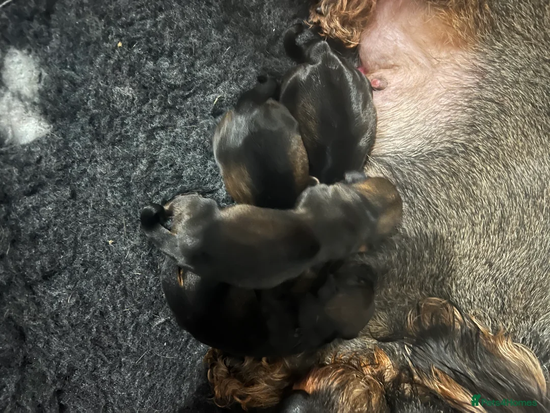 Miniature Dachshund dogs for stud: Miniature wire hair stud (crufts qualified) in Bridge of Weir - Advert 12