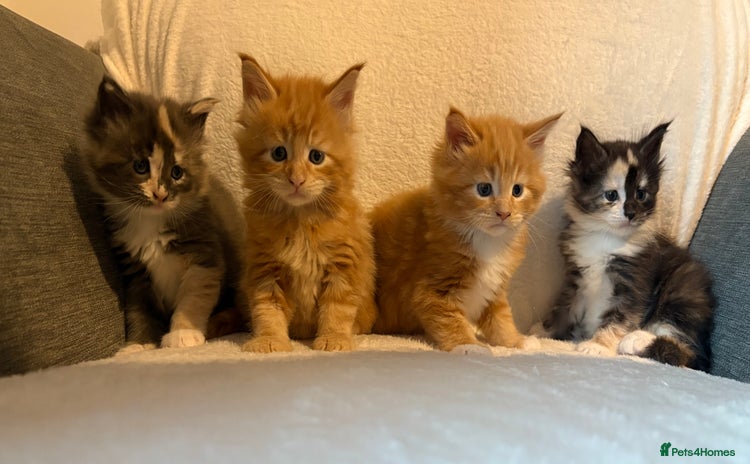 Maine Coon cats - Advert 1