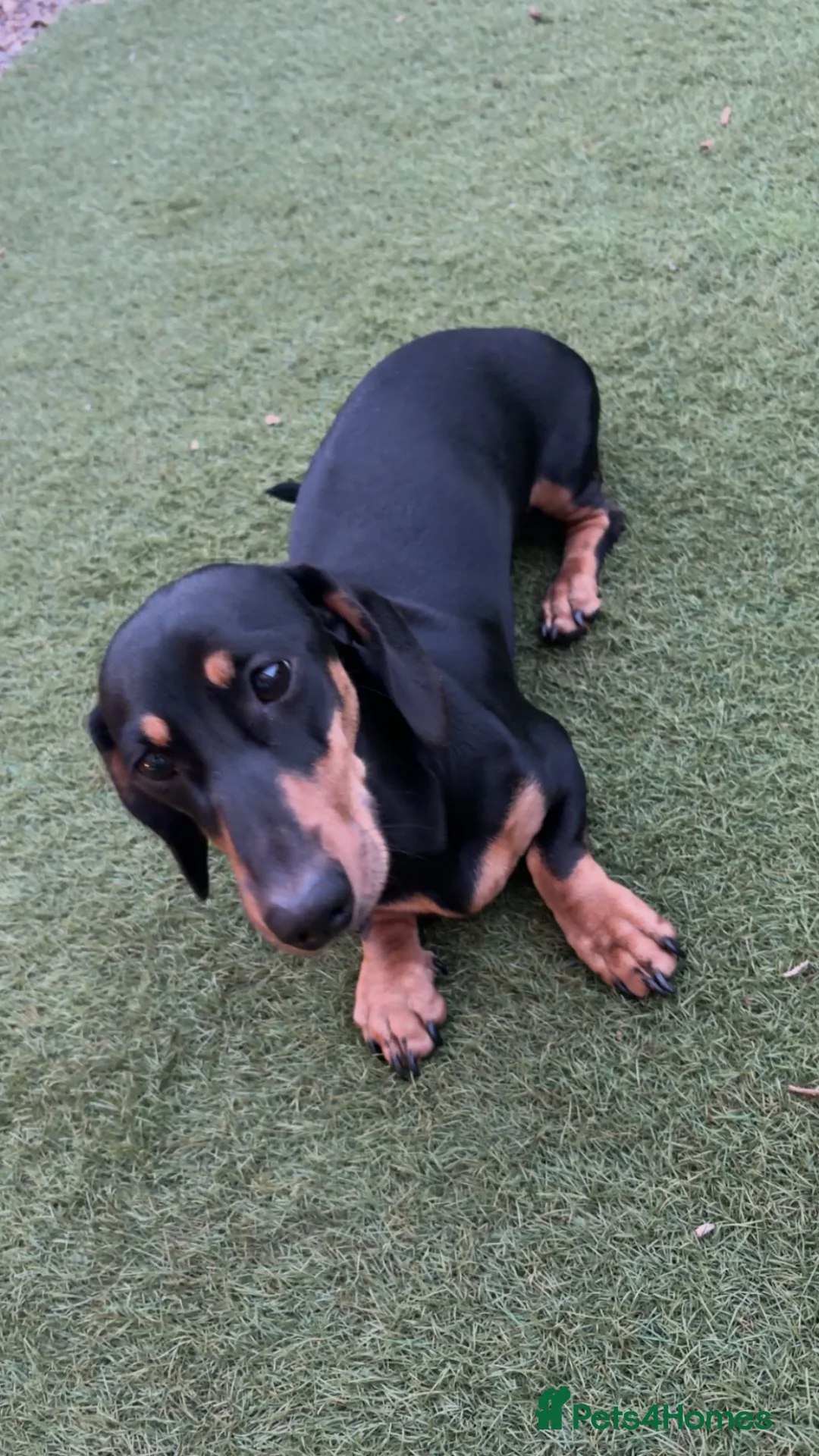 Dachshund dogs for sale: 10 month old miniature dauchand in Guisborough - Advert 5