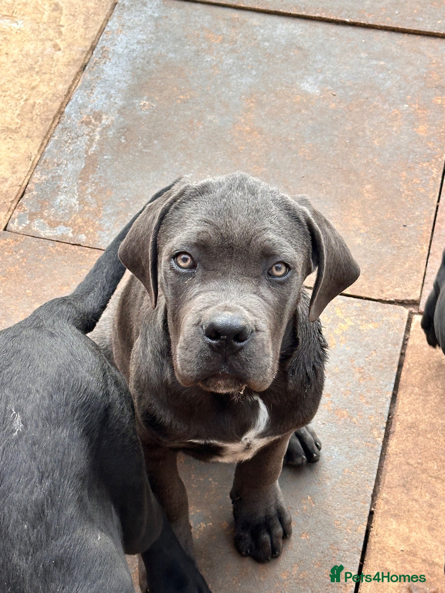 Cane Corso dogs Cane corso puppies  - Advert 2