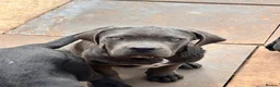 Cane Corso dogs for sale: Cane corso puppies  - Advert 2