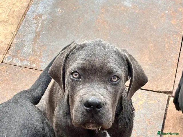 Cane Corso dogs for sale: Cane corso puppies - Advert 2
