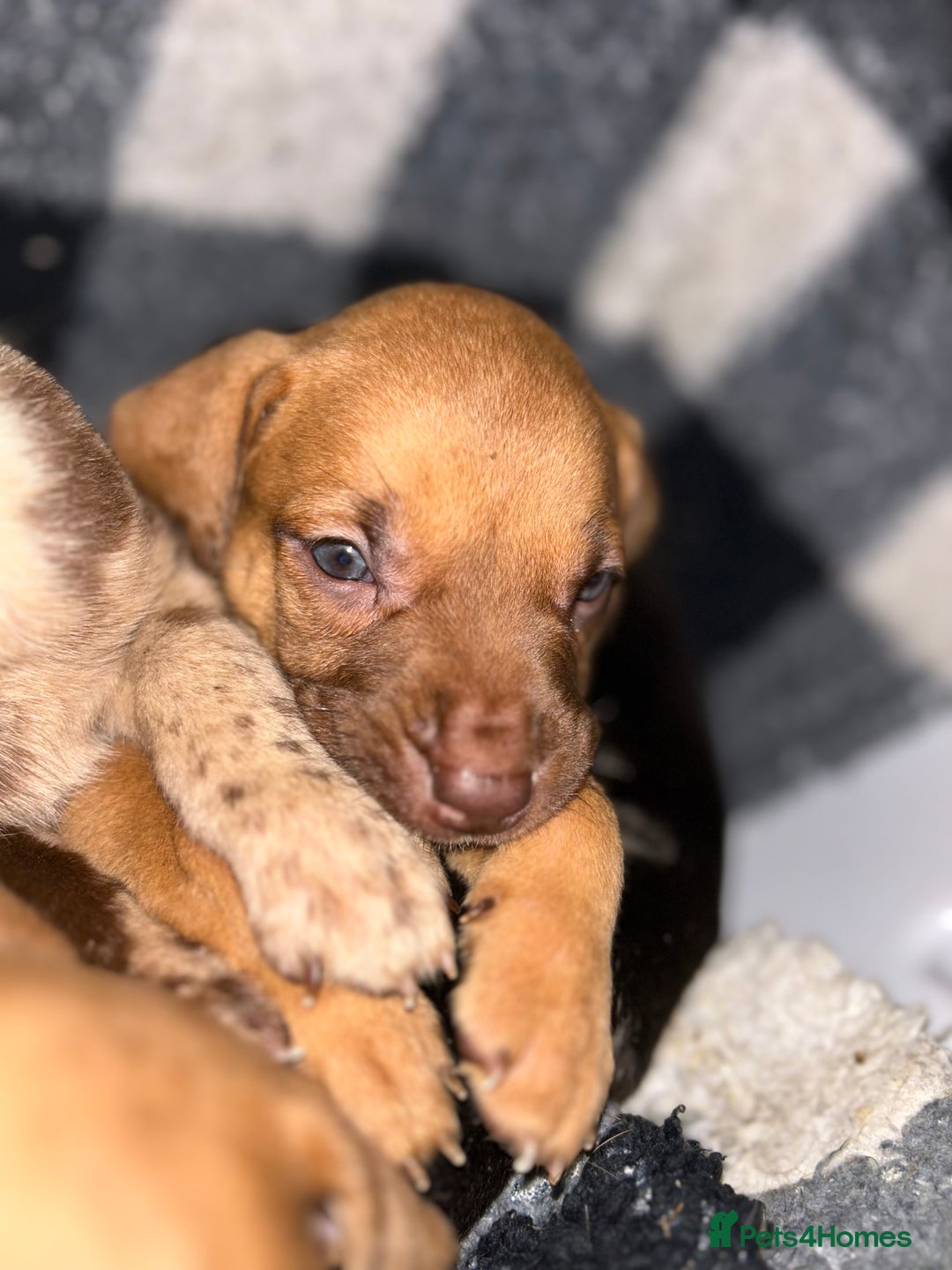 Mixed Breed dogs for sale: Mix breed Staff  - Advert 13