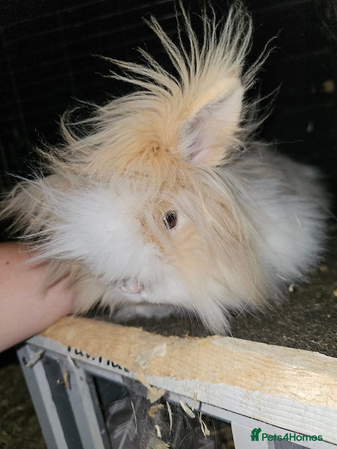 Mini Lion Lop rabbits for sale: 4 beautiful lionlops  - Image 6