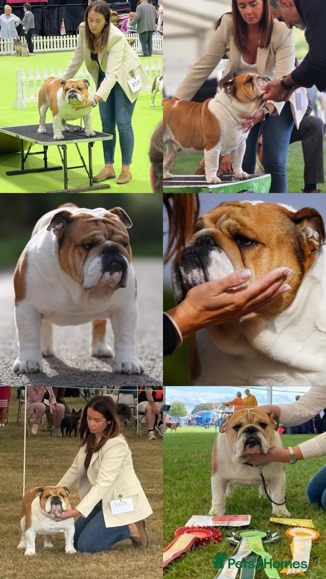 English Bulldog dogs for stud: KC Reg Standard Bulldog available at stud - Advert 2