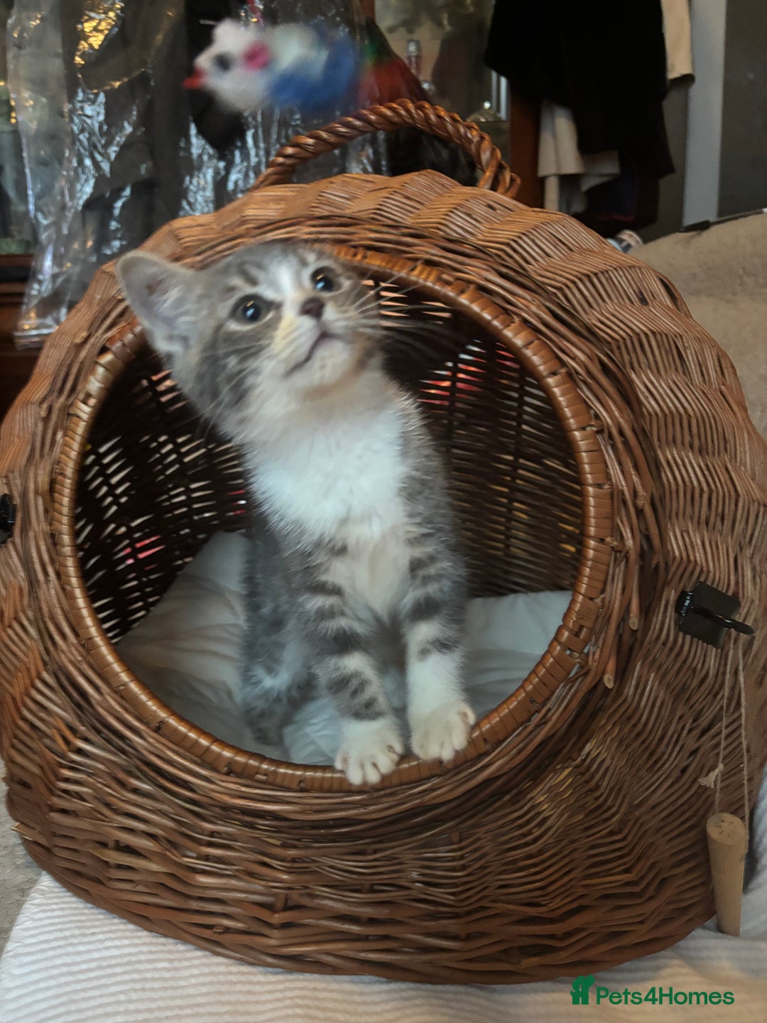 Mixed Breed cats for sale: Maine-Coon x British Blue Kittens.  - Advert 15