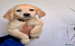 Golden Retriever dogs for sale: 🌟Beautiful champion🏆Golden retriever puppies🌟  - Image 3