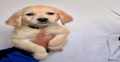 Golden Retriever dogs - Advert 3
