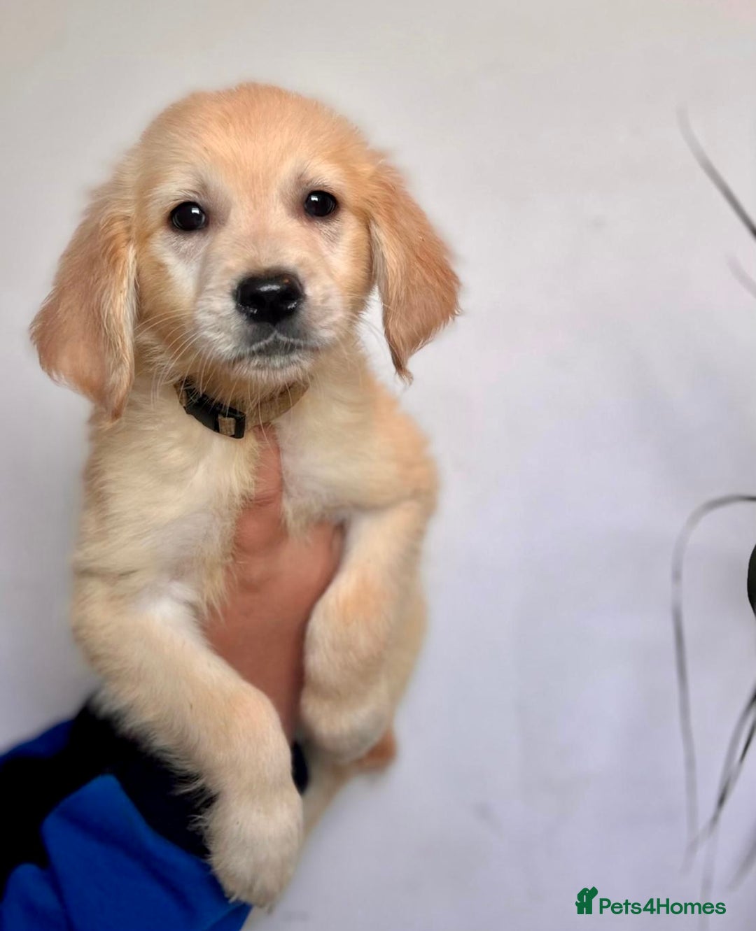 Golden Retriever dogs for sale: 🌟Beautiful champion🏆Golden retriever puppies🌟  - Image 3