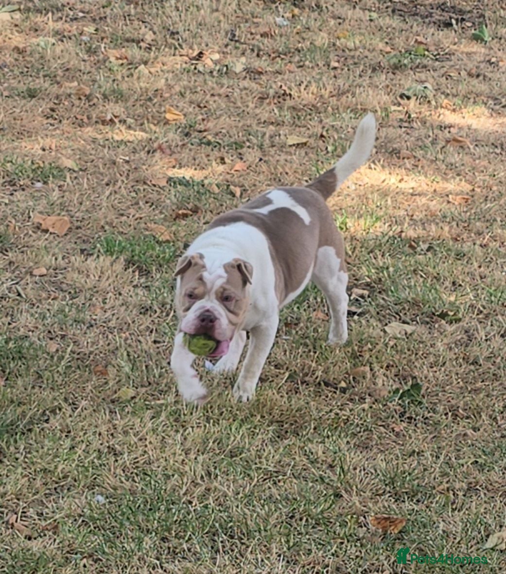 Shar Pei dogs beautiful 9 month old shar pei - Advert 1