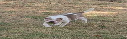 Shar Pei dogs for sale: beautiful 9 month old shar pei - Advert 1