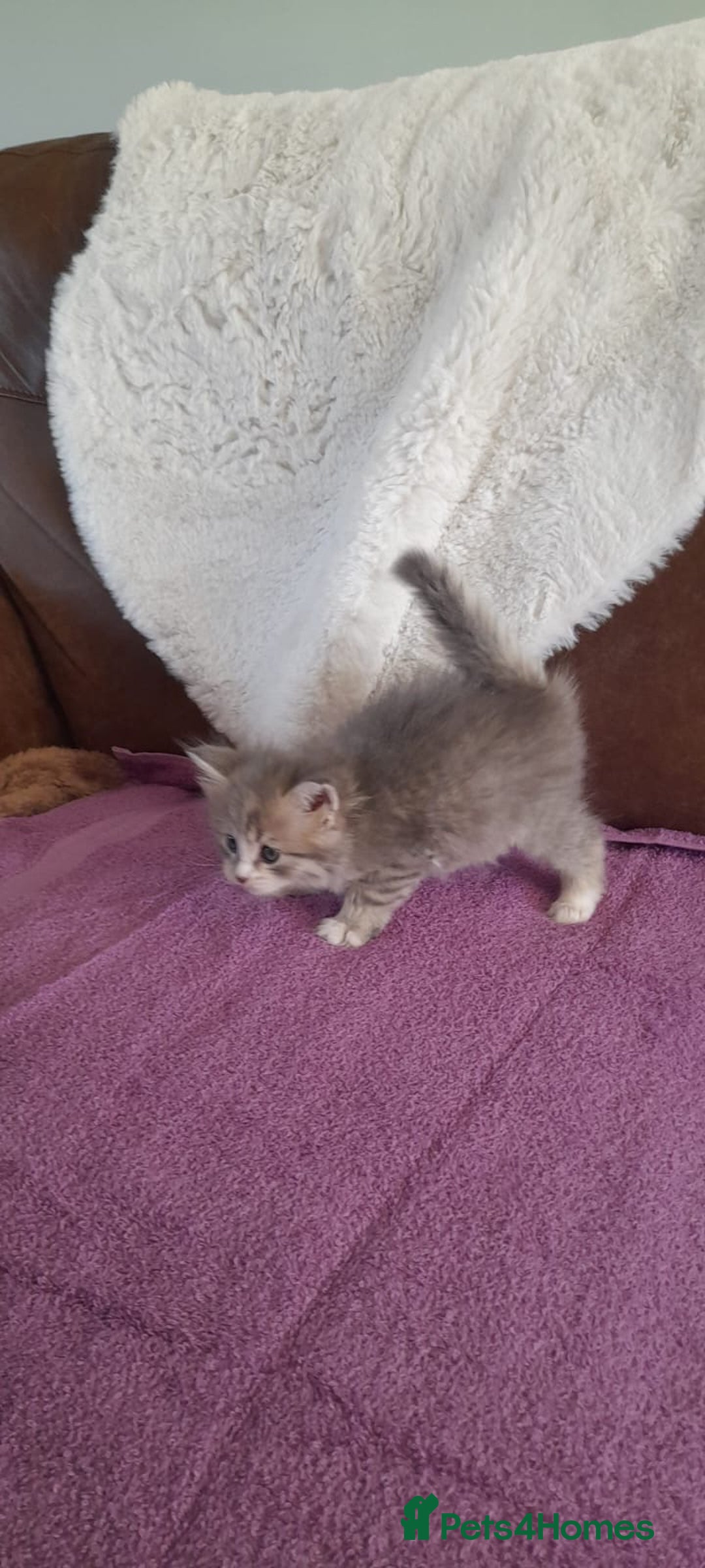 Siberian cats for sale: Siberian GCCF. kittens  - Image 4