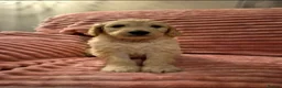 Goldendoodle dogs for sale: F1 standard goldendoodle  in Derby - Advert 6