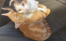 Mixed Breed cats for sale: Female Calico Kitten - Image 11