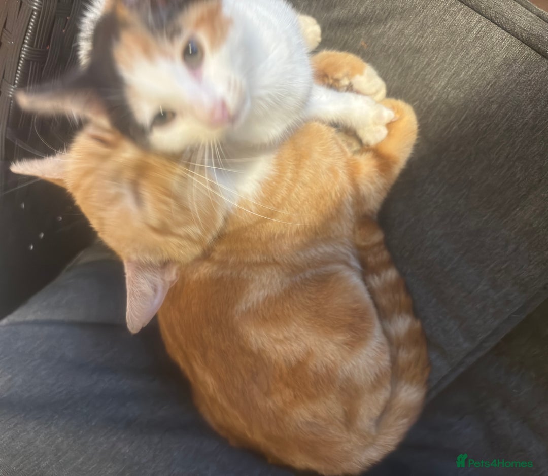 Mixed Breed cats for sale: Female Calico Kitten - Image 11