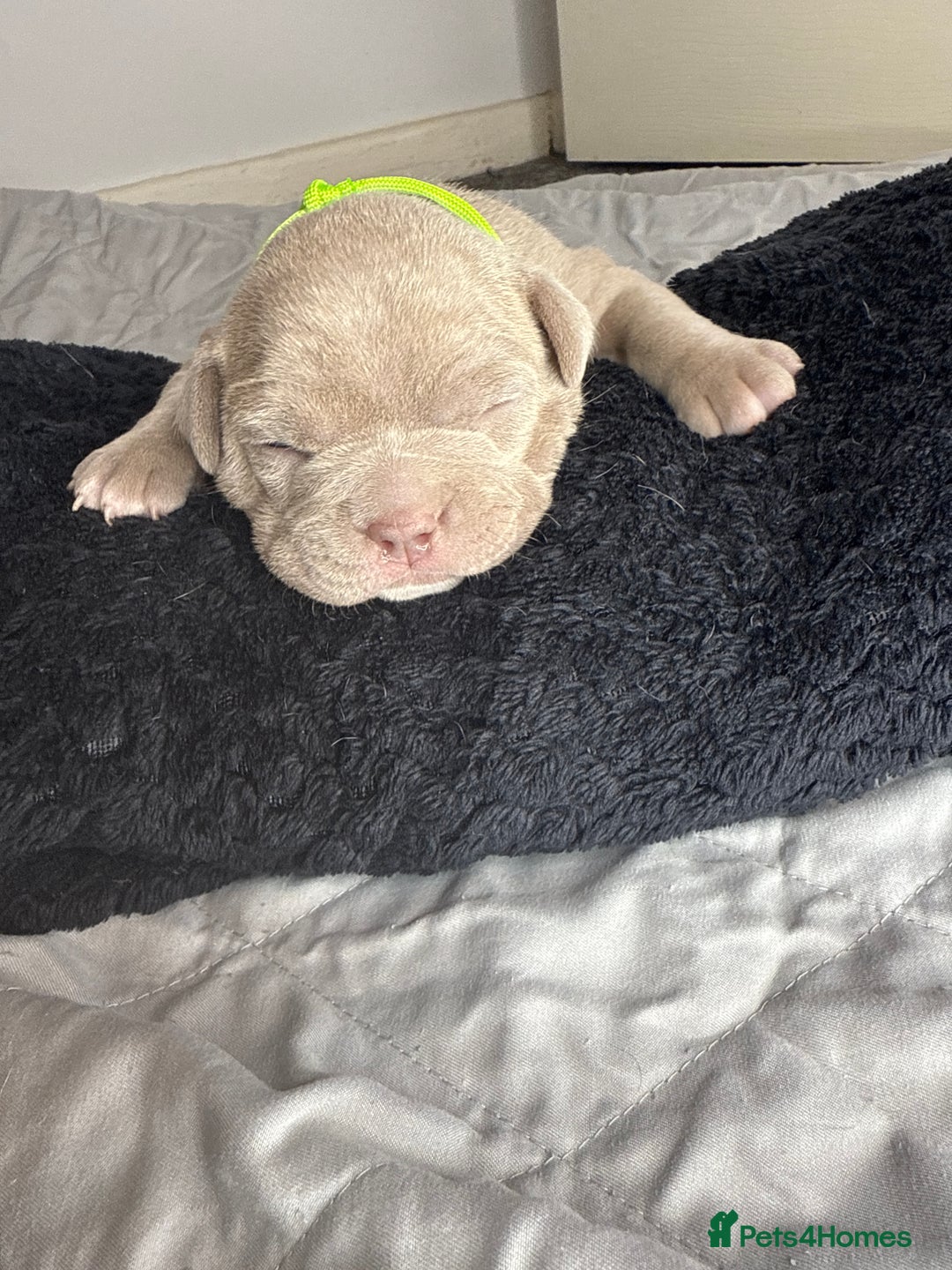 American Bully dogs for sale: Pocket bully’s  - Image 5