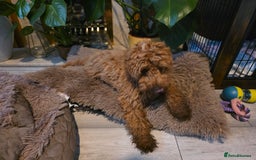 Cockapoo dogs for sale: Female cockapooF2B - Image 3