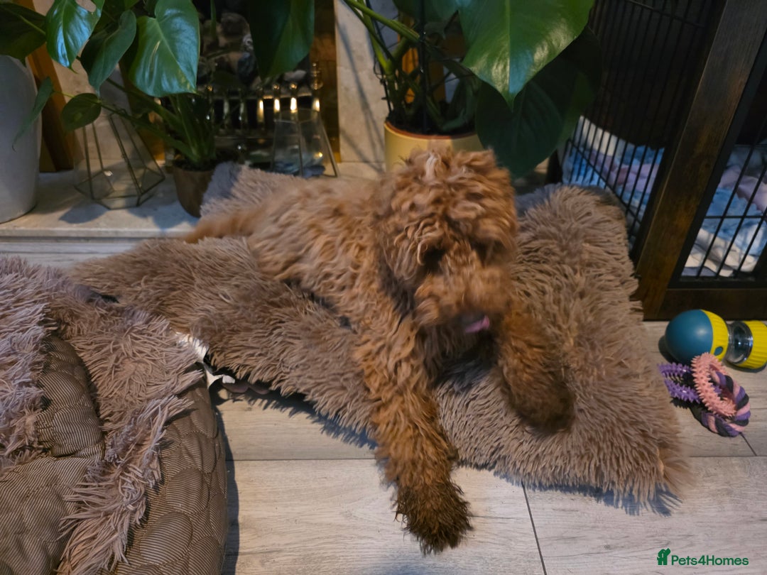 Cockapoo dogs for sale: Female cockapooF2B - Image 3