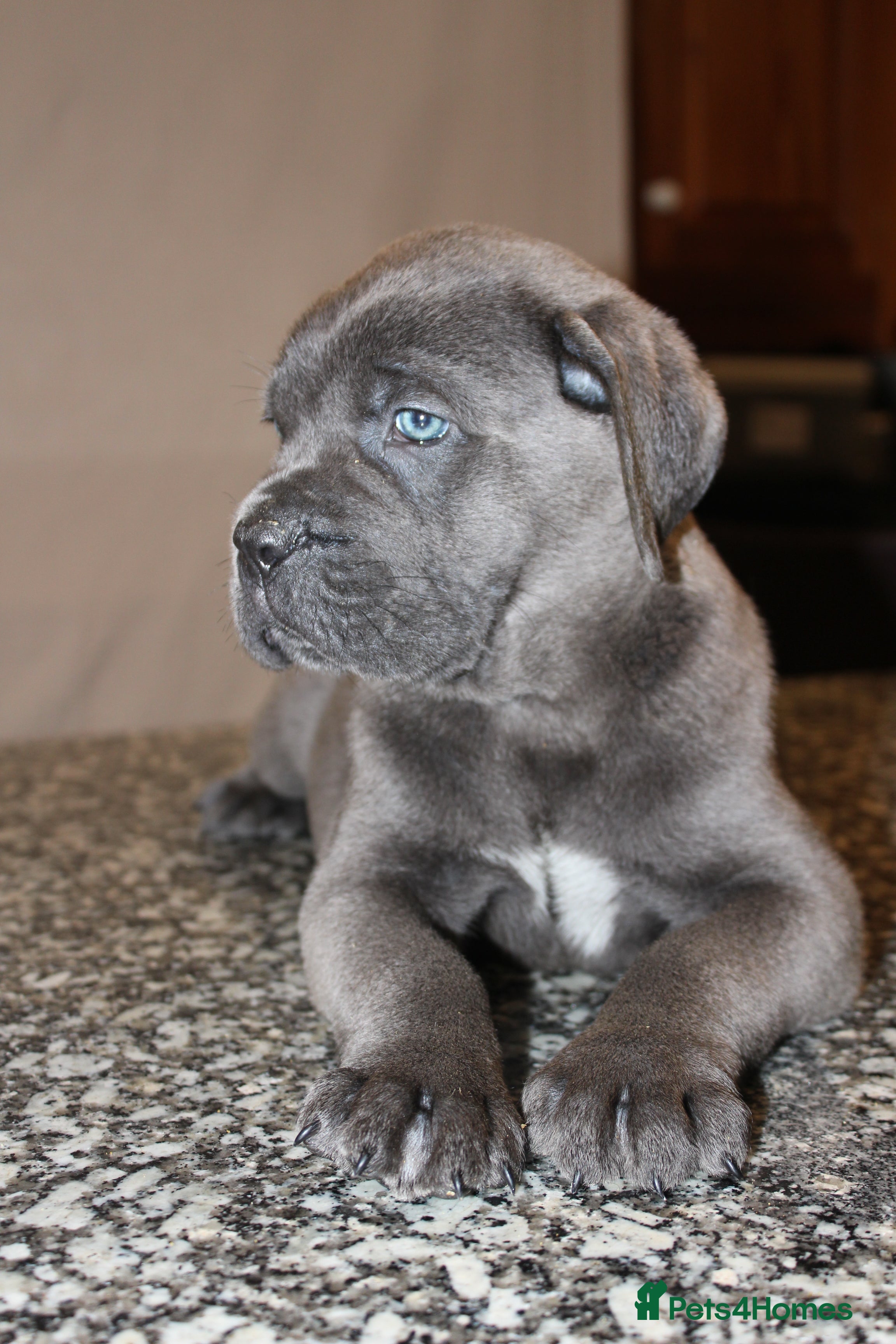 Cane Corso dogs Remarkable Cane Corso Puppies – One of a Kind - Advert 6