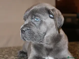 Cane Corso dogs Remarkable Cane Corso Puppies – One of a Kind - Advert 6