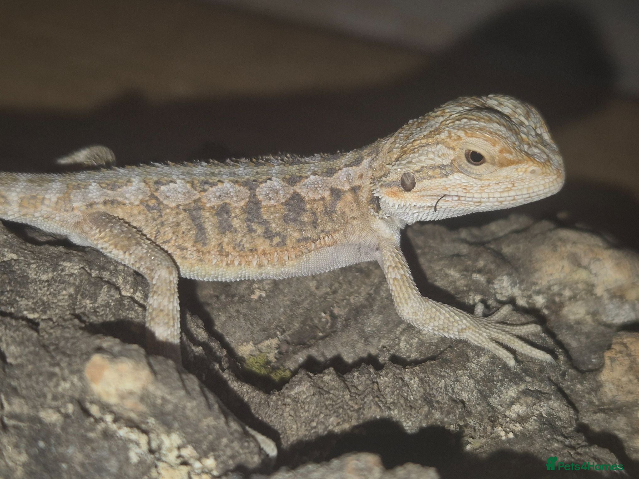 Bearded Dragon reptiles BeardedDragonsHighContrast HypoMorphsdoubleHetZero - Advert 4