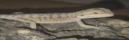 Bearded Dragon reptiles for sale: BeardedDragonsHighContrast HypoMorphsdoubleHetZero - Advert 1