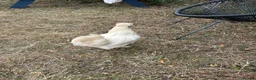 Chickens poultry for sale: USA Silkies- Bantams  in Cambridge - Advert 10