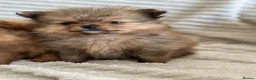 Pomeranian dogs for sale: READY TO GO🩵🐻2 stunning KC Pomeranian puppies🐻 - Advert 30