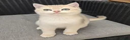 British Shorthair cats for sale: Blue golden chinchila! READY TO GO! - Advert 5
