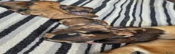 Mixed Breed dogs for sale: Outstanding Shibapoos 3 left  - Advert 5
